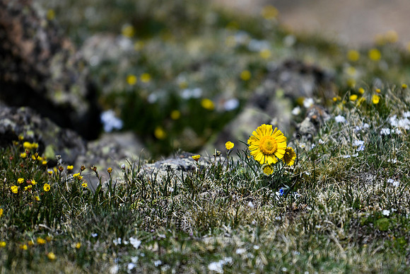 DSC_2753_edited