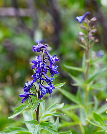 DSC_5061_edited - Larkspur