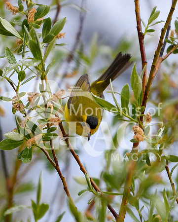 DSC_0830_edited - Wilson's Warbler