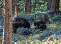 2017-07-03 - Bears looking for grubs_edited