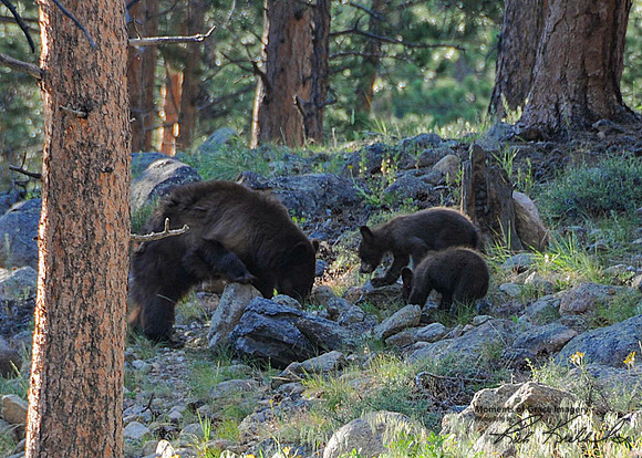 2017-07-03 - Bears looking for grubs_edited