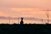 DSC_0453_edited