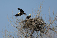 2025 - New Bald Eagle Nest Adventures