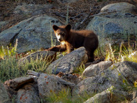 2017-bear cub_edited