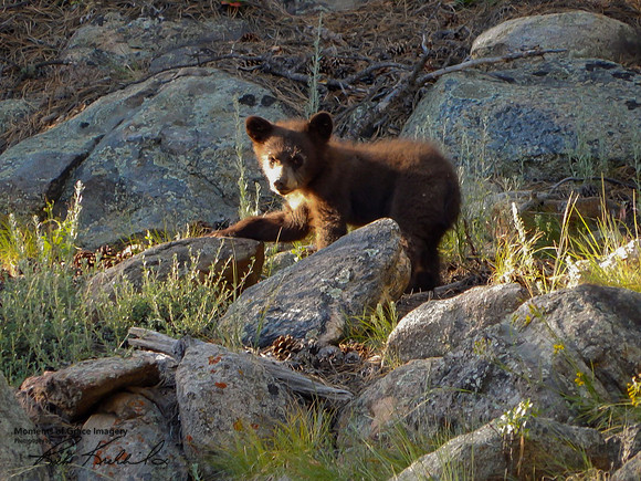 2017-bear cub_edited