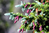 DSC_0515_edited-1 - Purple-Cone Spruce