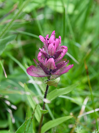 DSC_5060_edited - Rosy Paintbrush