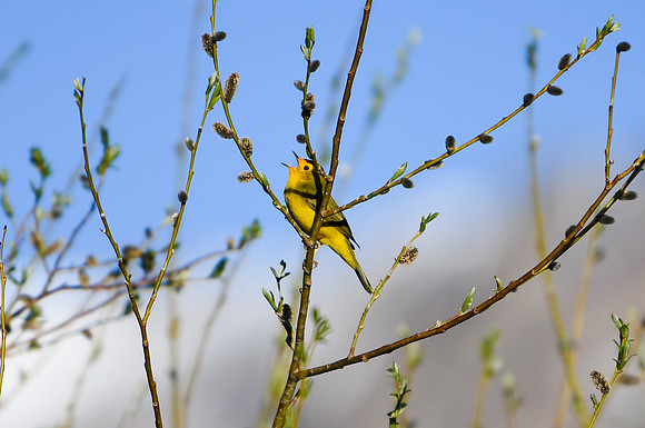 DSC_6411_edited - Wilson's Warbler (Male)