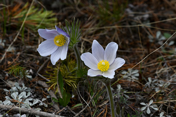DSC_6653_edited - Pasque flower