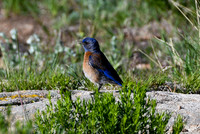 DSC_0273_edited