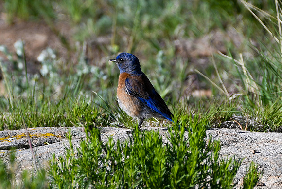 DSC_0273_edited