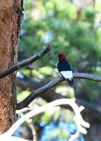 DSC_7617_edited - Red-headed Woodpecker