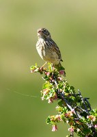 DSC_9152_edited - Pine Siskin