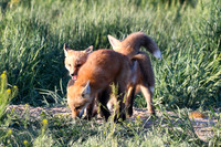 DSC_5288_edited