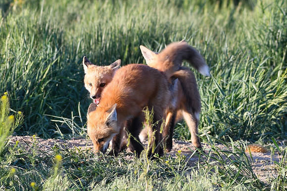 DSC_5288_edited