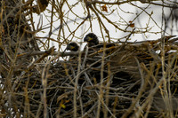 DSC_4518_edited
