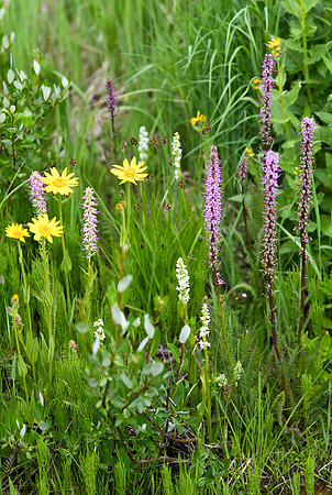 DSC_3067_edited - Yellow Arnica, White (Parrot's Beak?), Magenta Elephant head.