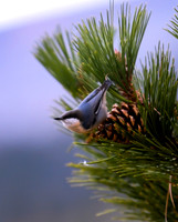 DSC_4048_edited - Pygmy Nuthatch