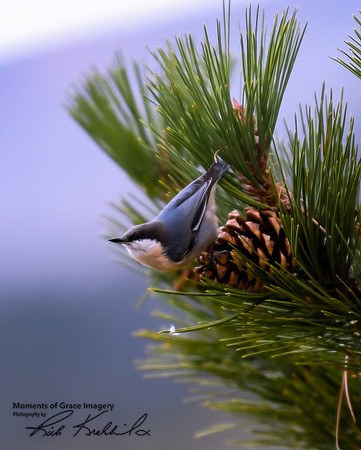 DSC_4048_edited - Pygmy Nuthatch