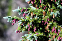 DSC_0515_edited - Purple-Cone Spruce