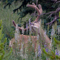 Deer