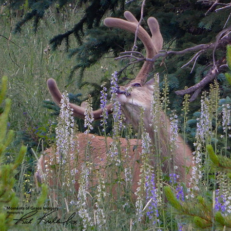2015 - Camping Trip - Mule Deer Buck_edited-square