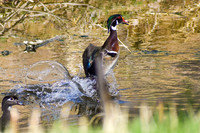 DSC_0487_edited