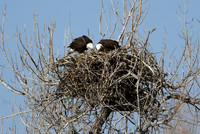 2025-04-05 - The Eagle Chicks have hatched