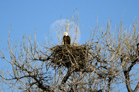 2025-02-08 - Waxing Gibbous Moon over Eagle Nest