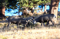 DSC_7112_edited