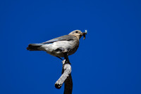 DSC_0200_edited-MX