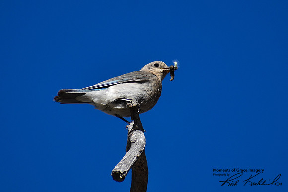 DSC_0200_edited-MX