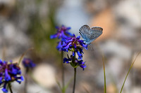 DSC_1027_edited - Silvery Blue on Small Flowered Penstemon