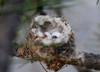 DSC_1367_edited-1