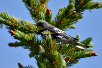 DSC_0132_edited