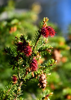 DSC_0208_edited - Douglas Fir 'Flowers' (Male pine cones)