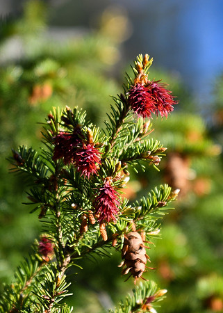 DSC_0208_edited - Douglas Fir 'Flowers' (Male pine cones)