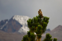 2023-09-30 - DSC_0840_edited-4x6 - Red-Tailed Hawk on a Ponderosa - Long's Peak