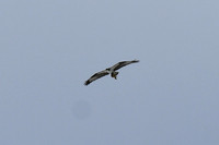 DSC_5121_edited