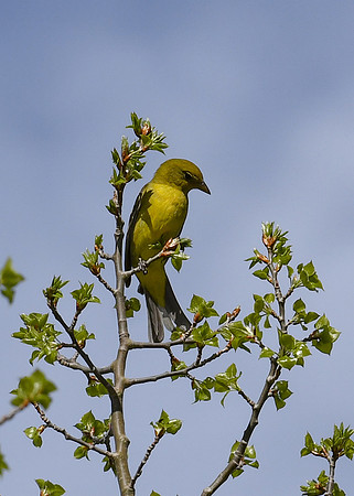 DSC_7005_edited - Western Tanager (Female)