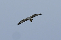 DSC_5121_edited-1
