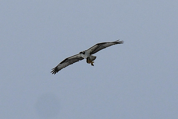 DSC_5121_edited-1