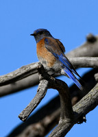 DSC_0264_edited - Western Bluebird - Male