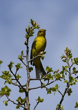 DSC_7003_edited - Western Tanager (Female)