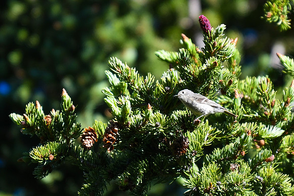 DSC_0593_edited