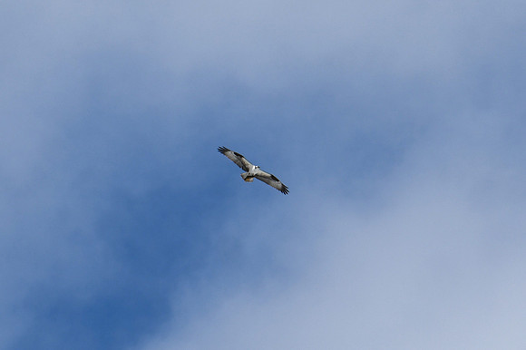 DSC_5115_edited