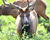 DSC_1595_edited