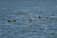 DSC_7273_edited