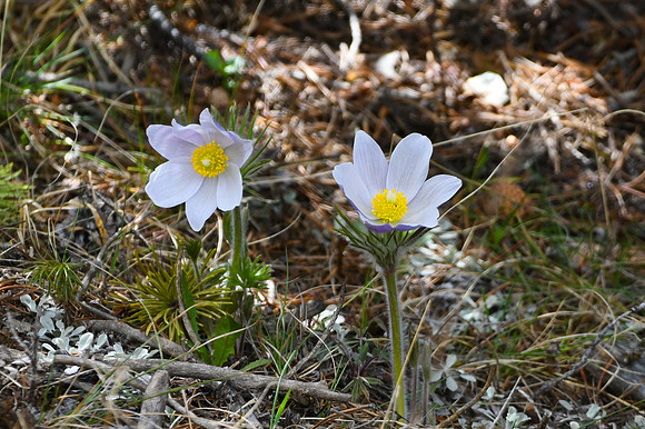 DSC_6649_edited - Pasque Flower