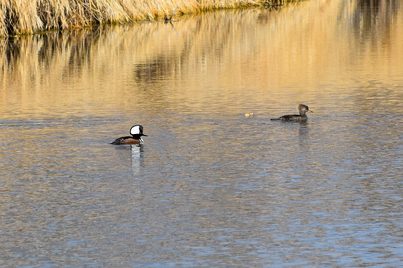 DSC_0137-GK-02-20-22_edited - Hooded Merganser pair